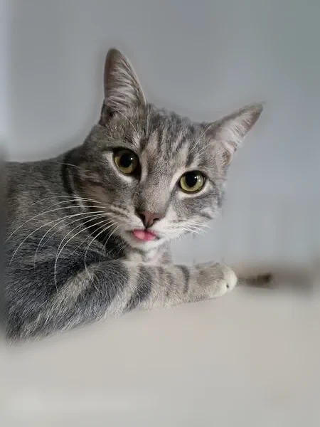 Chat perdu mâle, Rue du 4 Septembre, 6, Valence — jeune et très sociable - photo