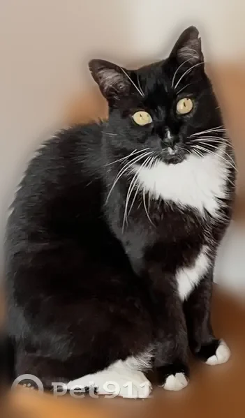 Chat perdu mâle, Rue de Rennes, 10, La Chapelle-des-Fougeretz - noir avec pattes blanches - photo