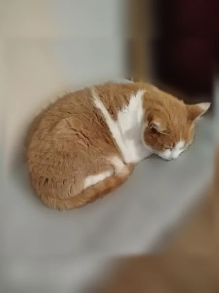 Chat perdu femelle, Boulevard de Plymouth, 97, Brest - blanche et rousse, collier jaune - photo