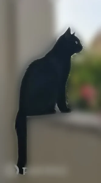 Perdu chat femelle, Rue Châteaubriand, Clermont-Ferrand - chatte noire - photo