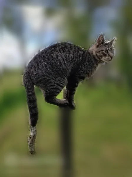 Chat perdu mâle, Kerlen, 13, Bignan, Lanester - yeux verts et tache blanche au poitrail - photo