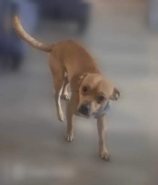 Found dog, Kingsland Boulevard, Katy - male, small, brown - photo