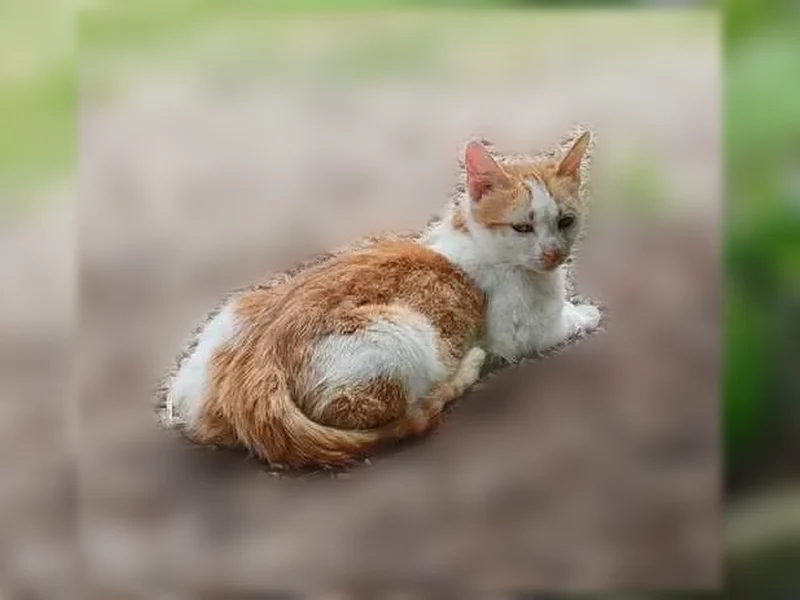 Perdu chat femelle, Charcay, 5, Jaulnay, Saint-Gervais-les-Trois-Clochers — ventre rasé, taches rousses sur fond blanc - photo