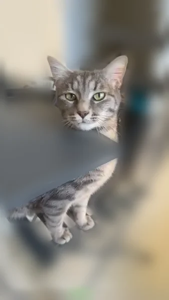 Chat perdu, Rue Brise Pain, Orléans - femelle, petite taille - photo