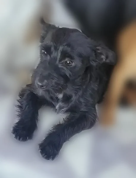 Lost dog, Christina Road, 6933, Hesperia, Vista - male, small all-black, very timid - photo