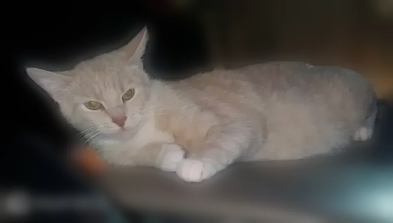 Lost cat female, Delaney Park Road, 8215, Indianapolis — friendly, light tan/off-white - photo
