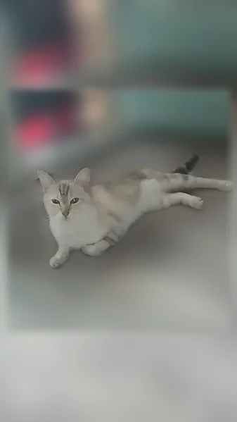 Chat perdu femelle, Aureilhan, La Trinité - blanche, yeux bleus - photo