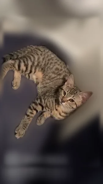Lost cat, Hill Street, 34, Eddington - male kitten, responds to shaking treats - photo