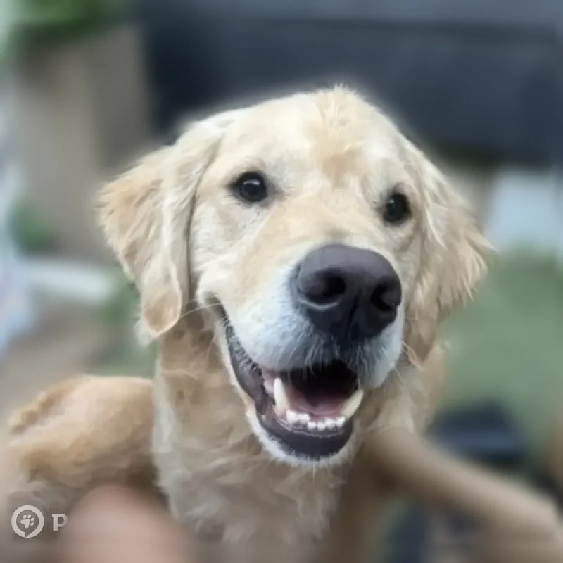 Lost dog, East 46th Street, 1510, Indianapolis - male, blonde, about 70 lbs - photo