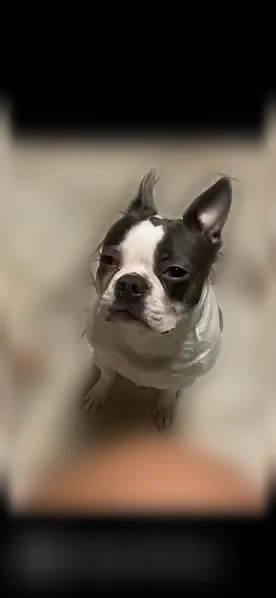 Lost dog, Berkley Avenue, 1111, Dallas - female Boston terrier - photo