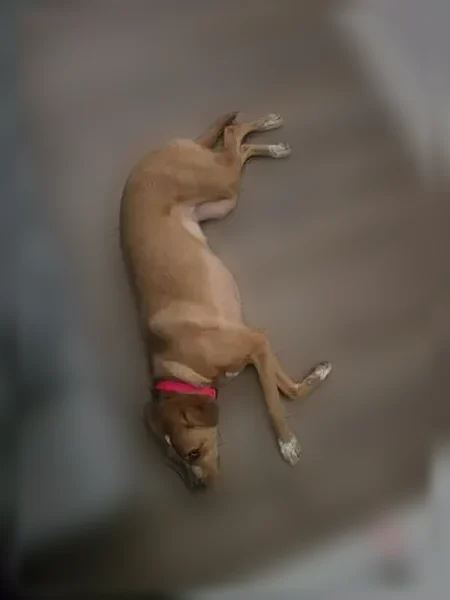 Lost dog, Brook Road, 269, Evergreen, Santa Clara - female, shy, responds to treats - photo