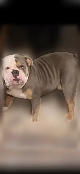 Lost dog, Marble Canyon Drive, 1324, DeSoto - male English bulldog, tri-color - photo