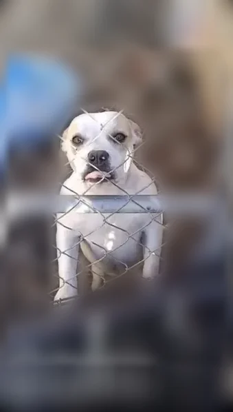 Lost dog, Abilene Street, Dallas — female, mainly white with light brown around the eyes - photo
