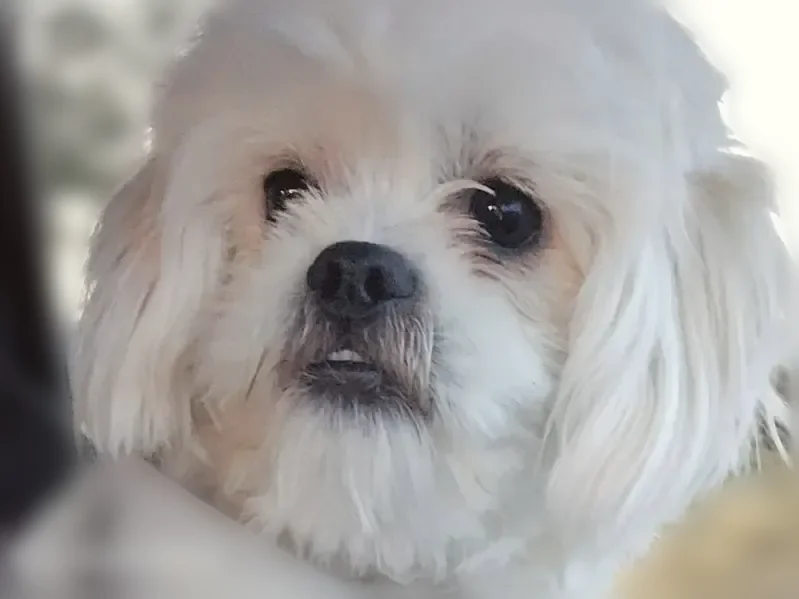 Lost dog, Perry Street, 12205, Broomfield - white Maltese, male - photo