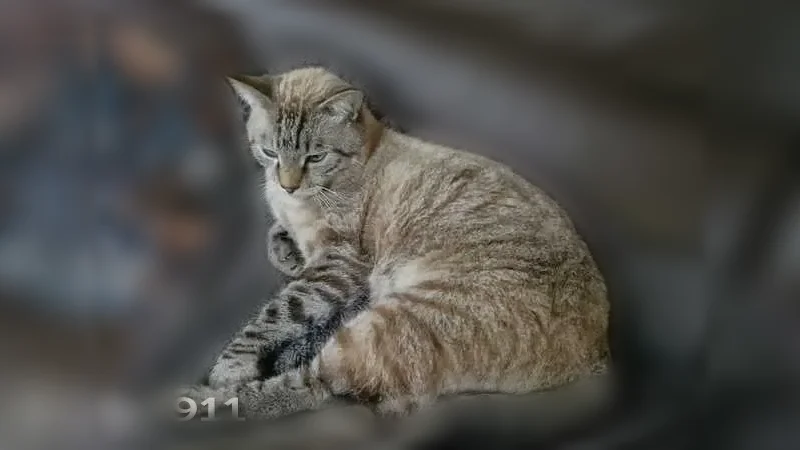 Chat perdu, Rue de Pessac, 92, Bordeaux - mâle, beige rayé, yeux bleus - photo
