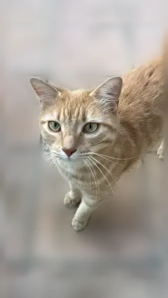 Chat perdu mâle, Rue Edmond Fouinat, Créteil, Paris - tigré - photo