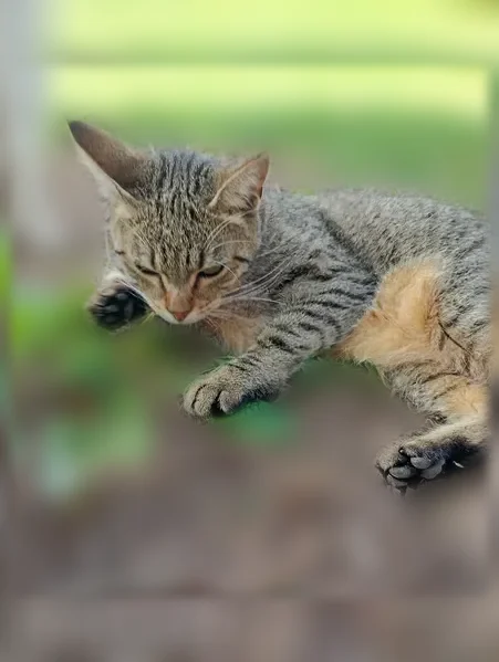 Chat perdu femelle, Rue de Bel air, Cloyes-les-Trois-Rivières, Paris — très sociable - photo