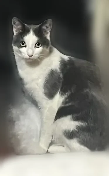 Chat perdu, mâle, Rue du Château Rouge, 1, Massiac - photo