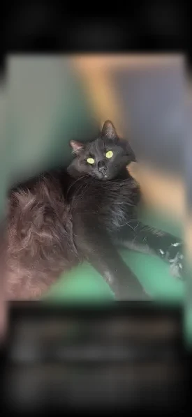 Chat perdu mâle, Place du Falcou, 1, Colomiers - photo