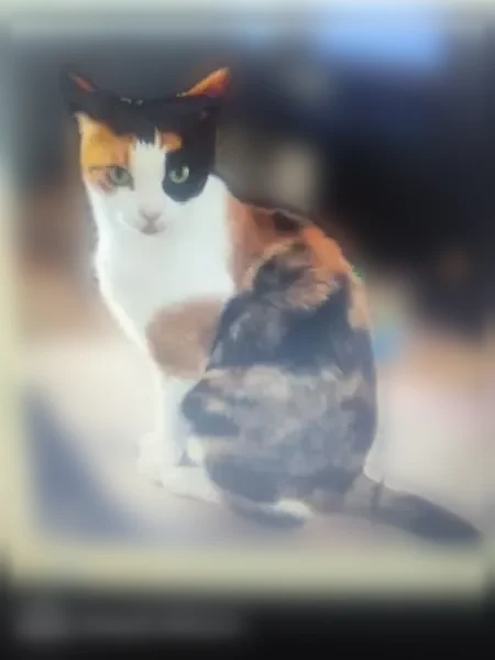 Chat perdu, Rue Gagne-Petit, Podensac — femelle isabelle craintive - photo
