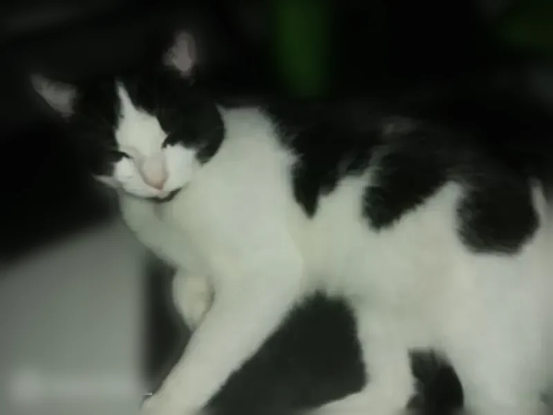 Chat perdu mâle, Rue Général Dubail, 21, Lorient, Paris - non castré - photo