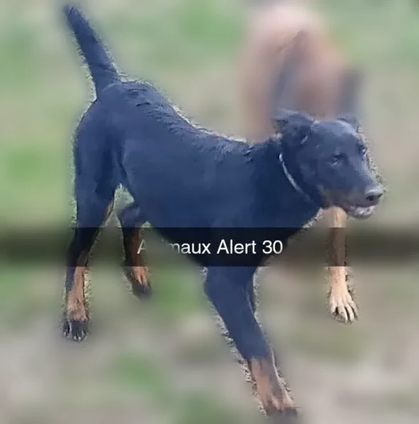 Perdu chien mâle, Chemin de la Transhumance, Salindres, Paris - beauceron noir et feu, identifié, collier bleu - photo