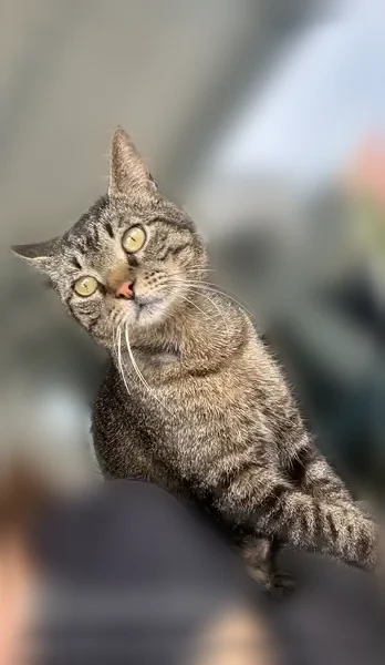 Chat perdu mâle, Rue des Bordes, 10, La Teste-de-Buch - d’allure fine - photo