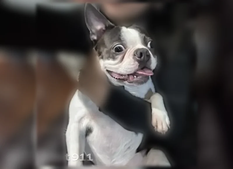 Lost dog, Berkley Avenue, 1111, Fort Worth - female Boston Terrier - photo