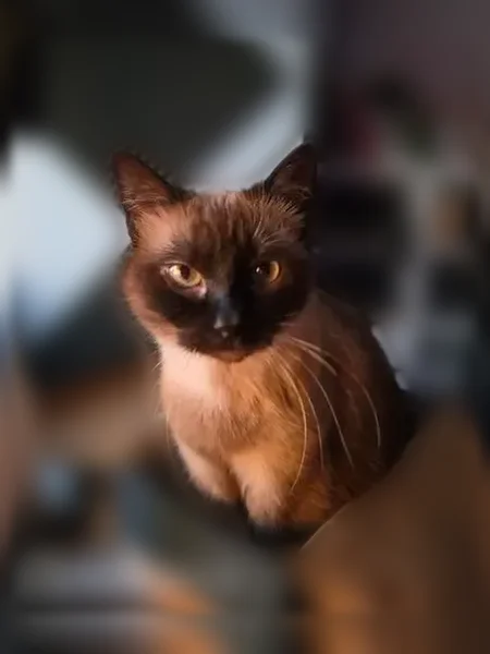 Chat perdu femelle, Rue de Bindernheim, 20, Hilsenheim - siamois, yeux bleus - photo