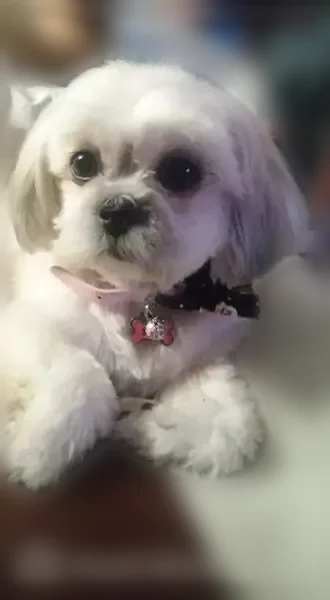 Lost dog, South Paulina Street, 5154, Chicago - female - photo