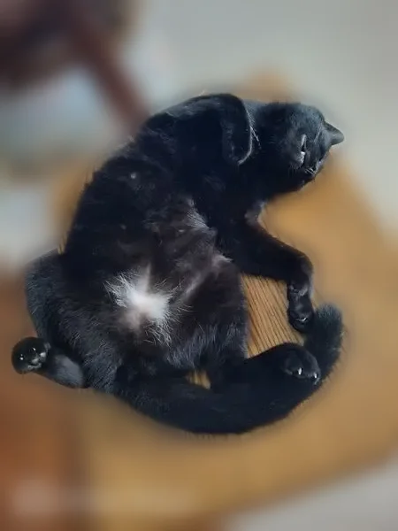 Lost cat, Carvalho Street Southeast, 389, Palm Bay - female, all black with a little white on the belly - photo