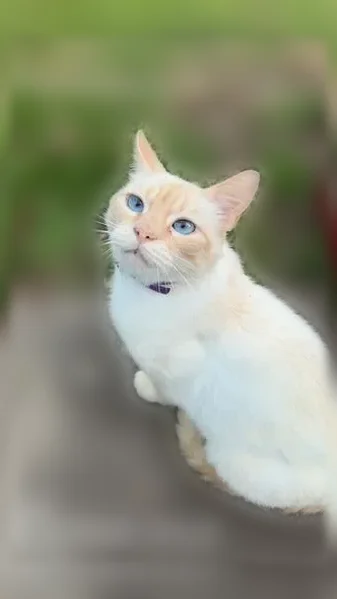 Chat perdu mâle, Rue du Petit Prince, Vigneux-de-Bretagne, Paris - collier violet, craintif - photo
