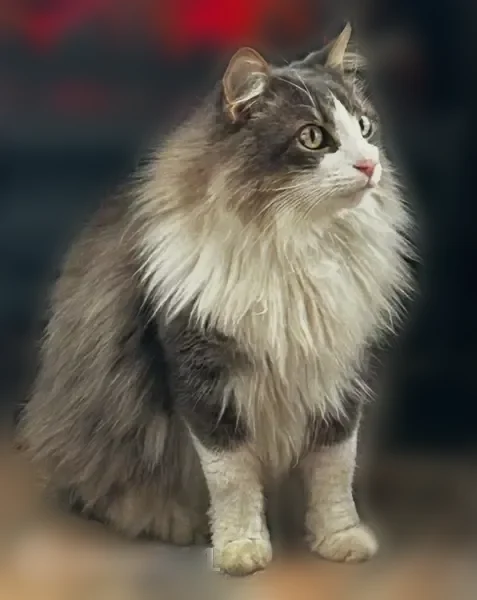 Lost Cat, Siegen Lane, 9945, Baton Rouge, Arlington — male, gray/white long hair - photo