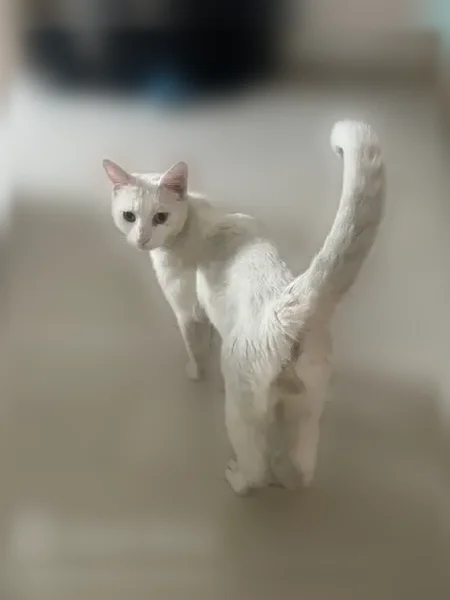 Chat perdu mâle, Rue de Bernaü, Villiers-sur-Marne, Paris — blanc et pucé - photo