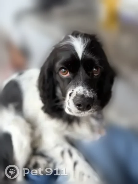 Lost dog, Beville Road, 1200, Daytona Beach, Orlando - female, black and white with black spots - photo