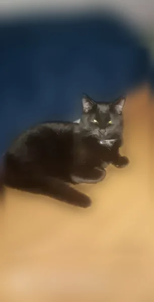 Lost cat, Mc Kinley Street, 200, Georgetown - black with white on chest - photo