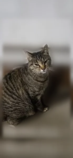 Lost cat, Tomahawk Court, 6461, Coon Rapids — petite tabby with faint orange spots - photo