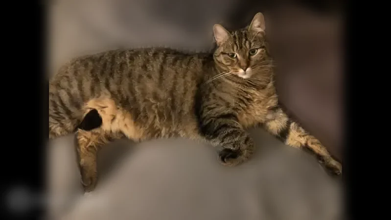 Chat perdu mâle, Rue Michelet, Béthune, Paris - tigré fauve, corpulent - photo