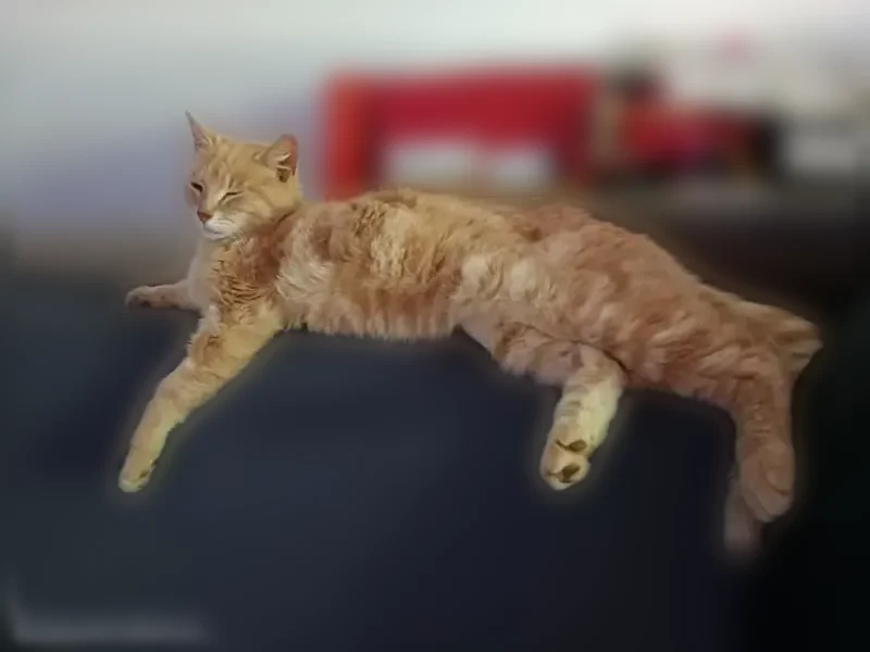 Chat perdu mâle, Rue de la Volue, 2, Château-Gontier-sur-Mayenne, Nantes - roux, très peureux - photo