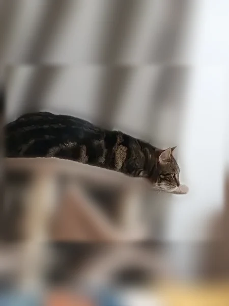 Chat perdu mâle, Boulevard Paul Cotte, 32, Salernes, Paris - noir et marron, yeux verts - photo