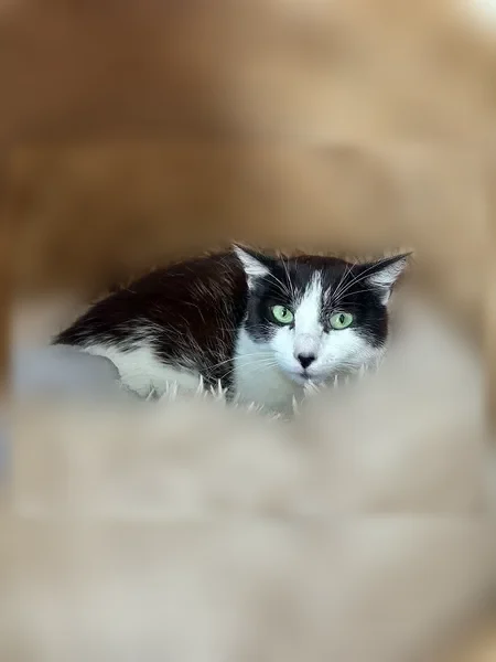 Chat perdu mâle, Avenue de Saint-Médard d'Eyrans, 733, Cadaujac, Caen - très craintif - photo