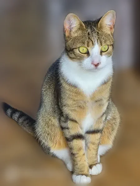 Chat perdu mâle, Allée de Bellevue, Orly - castré, peut-être blessé - photo