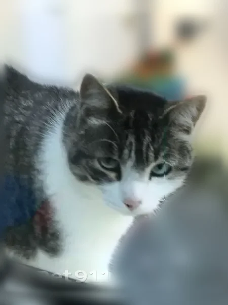 Chat perdu, Route de la Pyramide, 138, Les Ponts-de-Cé - mâle tigré gris et blanc - photo