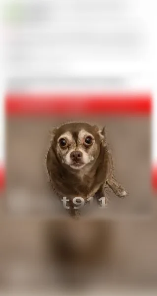 Lost dog, America Avenue, 364, Sunnyvale - female, brown - photo