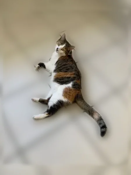 Chat perdu, Rue du Châtaignier, 30, Saint-Laurent-sur-Sèvre - femelle - photo