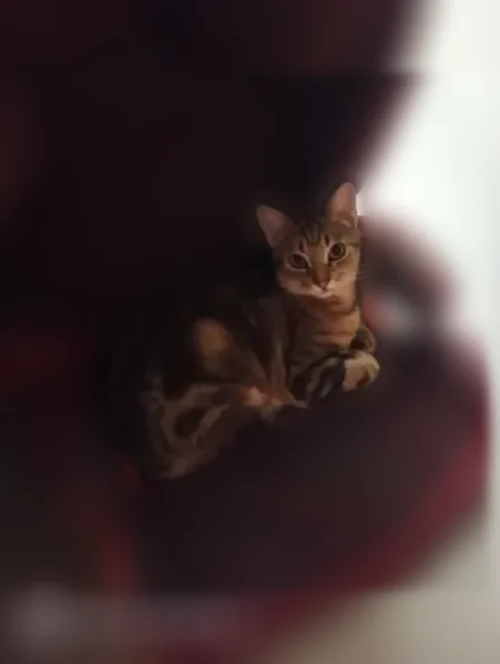 Perdu chat, Rue des Alisiers, 43, Tourville-sur-Odon — chatte tigrée et svelte - photo