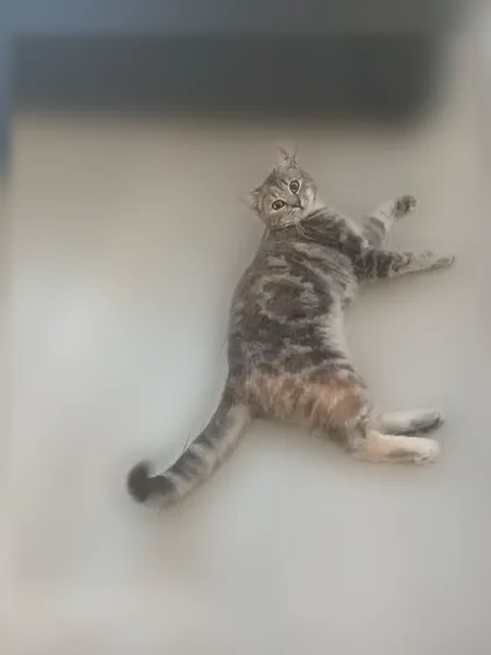 Chat perdu femelle, Rue nationale, Civray-de-Touraine, Paris - forme de cœur sur le côté droit - photo