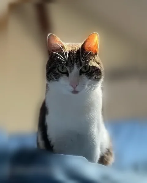 Chat perdu, Quai de l'Ouest, 56, Lille - mâle très craintif - photo