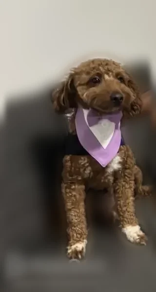 Lost dog, Mission Creek Court, 2240, Cambridge - male Mini Doodle with white chest - photo