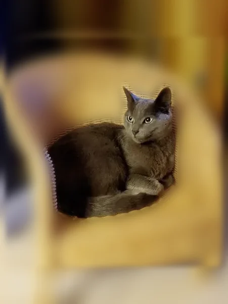 Chat perdu mâle, Rue de la Pilate, 29, Saint-Jacques-de-la-Lande, Alès - tout gris, yeux verts - photo